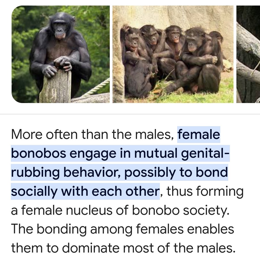 How do bonobo females control their males? 

By becoming political lesbians.