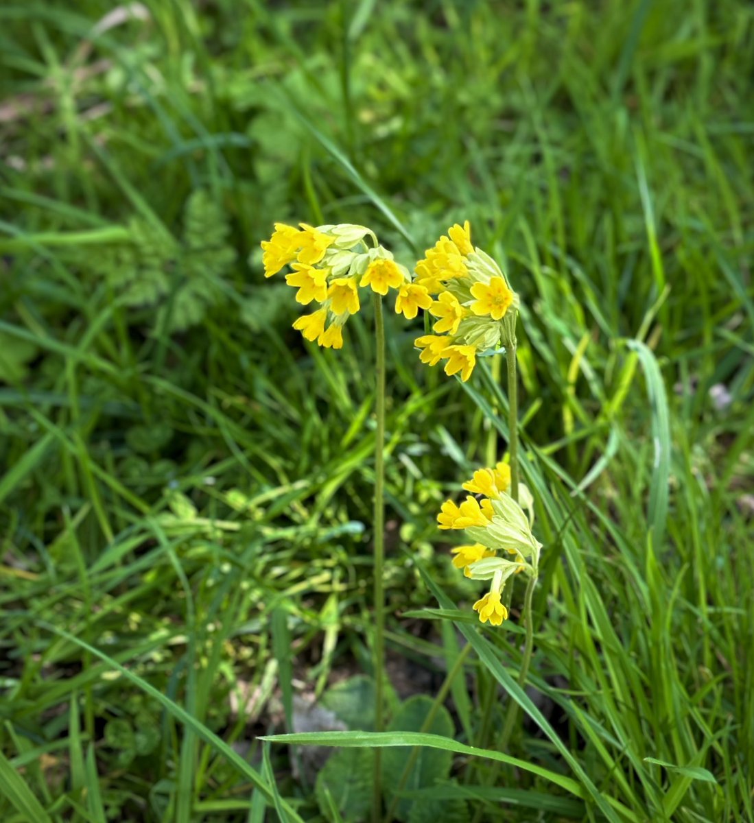 I love cowslips there’s some lovely lore around them. Apparently they were used to make beauty potions Culpepper says they can even restore beauty to those who have lost theirs! Good for curing nightmares too he says. 
Photographed today in Biggleswade.