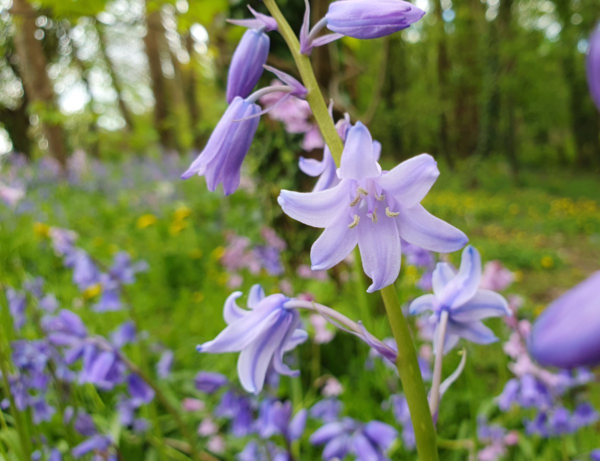 💜On #Walpurgisnight 30 Apr to #beltane #MayDay 'tis traditional to hang blessed sprigs of foliage or #spring #Flowers frm houses to ward off bad spirits. #bluebells are beloved by #witches & #fairy fae so good choice for #MythologyMonday #WalpurgisNacht #FairyTaleTuesday 💜🌿🧙🏼‍♀️