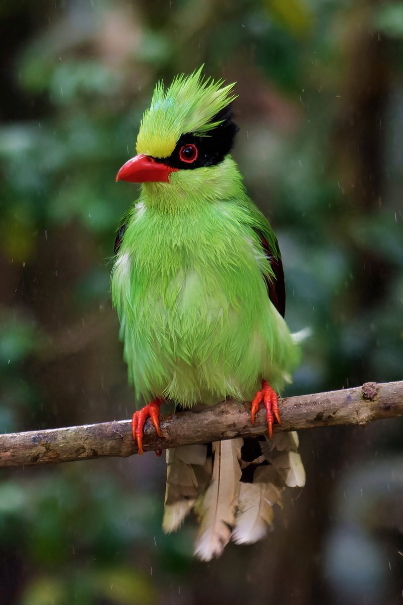 When Girls Don't Like Simple Hair Cut Boys!🤣
#CommonGreenMagpie @pargaien @UKNikon #indiaves @Natures_Voice #ThePhotoHour #BBCWildlifePOTD @AnimalPlanet @DiscoverKorea_ @WildlifeMag @NikonUSA #natgeoindia @BBCEarth #BirdsOfTwitter @DiscoverMag #BirdsSeenIn2024 @Discovery #birds