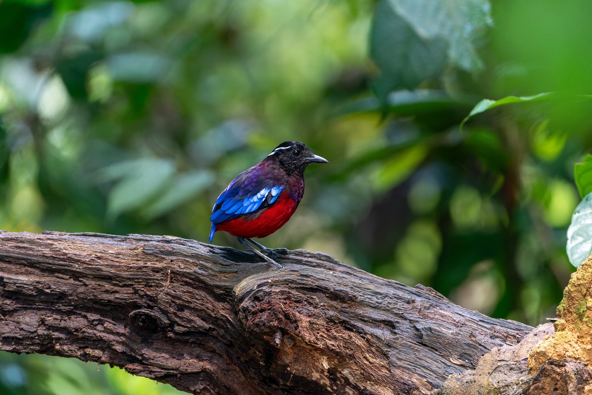 apixpitcha's tweet photo. Black-crowned Pitta /Black and Crimson Pitta / Black-Crowned Garnet Pitta.

It is endemic to the Southeast Asian island of Borneo
.
Since playback call aren’t allowed..so i decide to cast a spell to make this cute little fella come out to open area.
.
Only bomoh can do this..hmmm https://t.co/5gtGxbVs9a