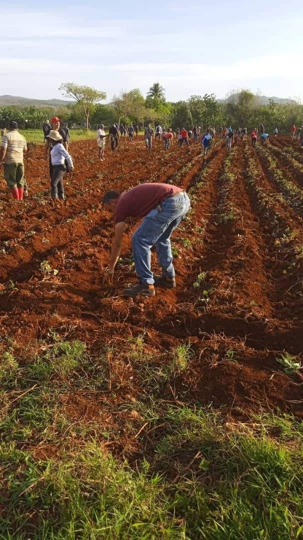 Este fin de semana los jóvenes 🇨🇺 fueron protagonistas de las labores productivas, de recuperación y embellecimiento que tuvo lugar a lo largo y ancho del territorio nacional, en saludo al #1roDeMayo Día Internacional de los Trabajadores. #PorCubaJuntosCreamos #GenteQueSuma