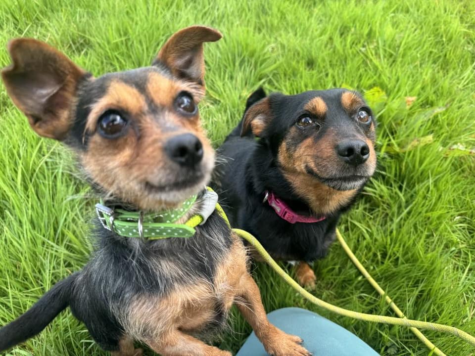 Please retweet to help Louie and Aria find a home together #CARMARTHENSHIRE #WALES #UK 
🔷LOOKING FOR A HOME TOGETHER, REGISTERED BRITISH CHARITY🔷
LOUIE & ARIA🩷🩵
Aria is a real sweetie, she’s a chihuahua cross and absolutely tiny! She’s the friendliest little dog and is…
