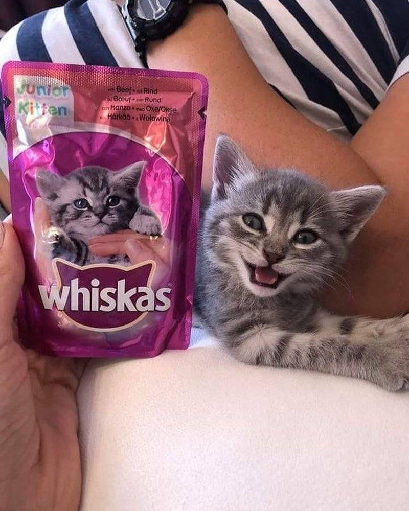 Why you should have a cat (@shouldhavecat) on Twitter photo 