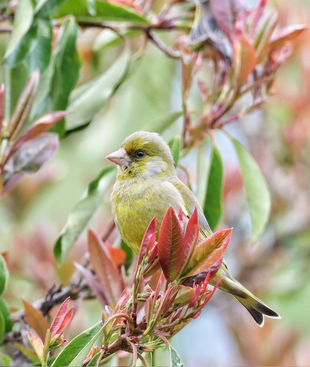 Another shot of one of the garden Greenfinches. #birdphotography #scottishborders #twitternaturecommunity #rspbscotland #naturephotography