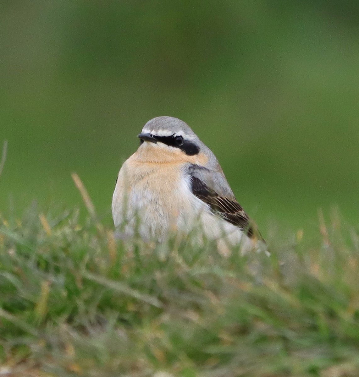 Male Northern Wheatear today at Upton Country Park, Northampton. @wildlifebcn #Northantsbirds @Natures_Voice @NatureUK @Britnatureguide #BirdsSeenIn2024 #NaturePhotography #TwitterNatureCommunity