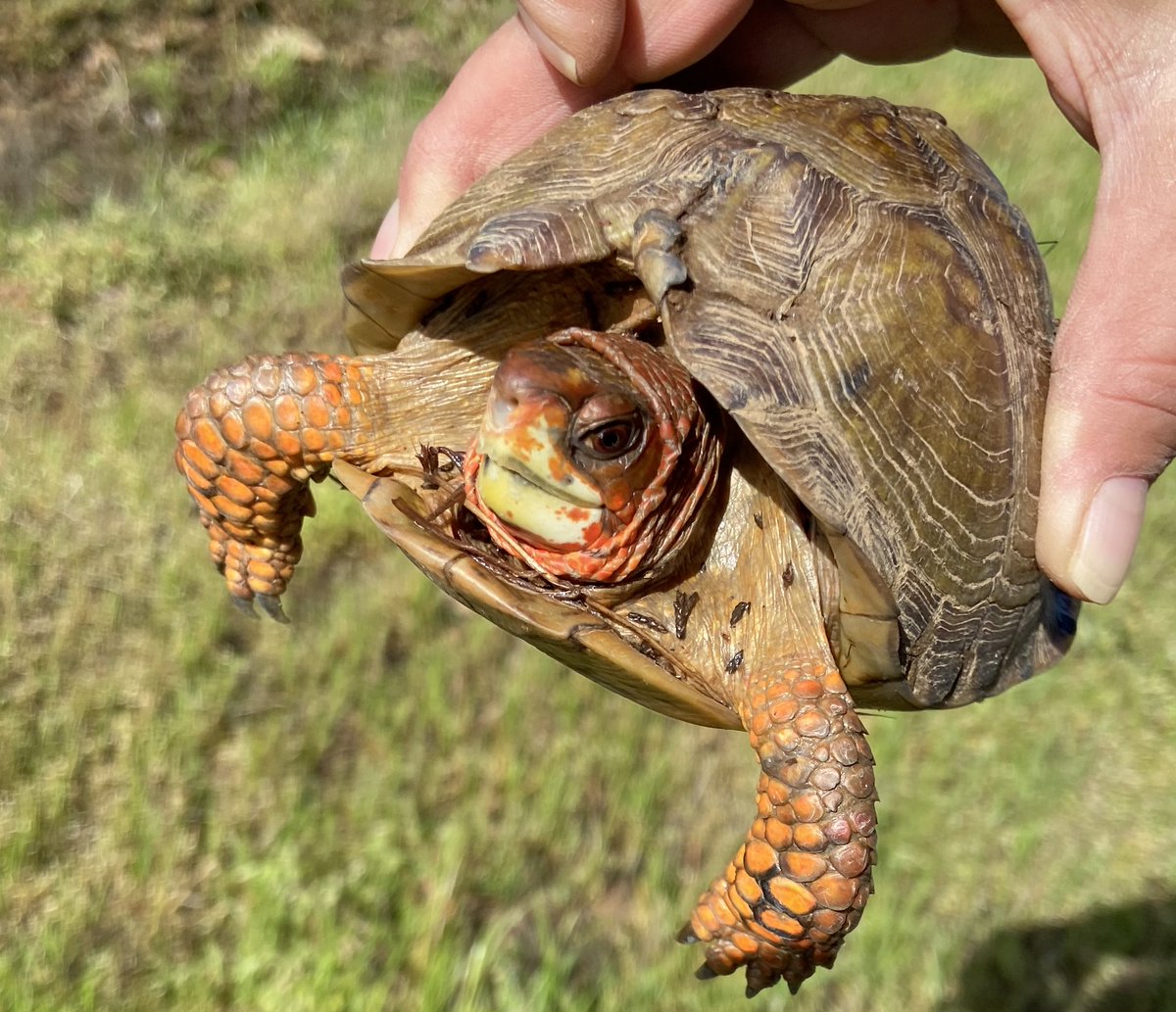 As the sun warms the earth, critters start moving about, including turtles. Please watch for them on roadways, don't run them over and lend a hand, moving them in the direction of their travel. But keep your pizza.