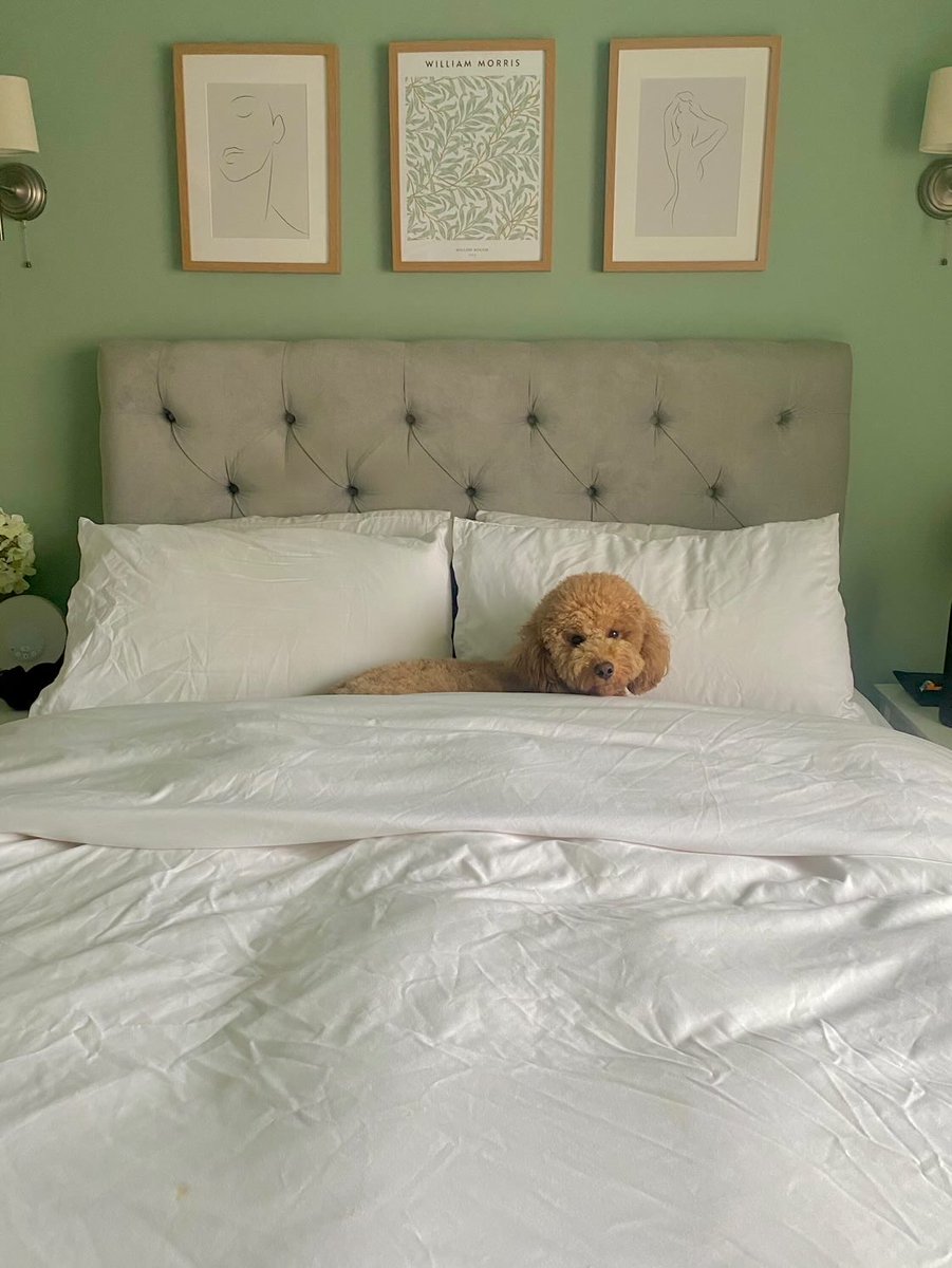 The *most* extravagant bed 👑 Teddy the cavapoochon features tucked up inside our Foxtail bed upholstered in Whisper (grade 3) rich velvet

DM us your pictures of pets on the bed for the chance to feature on our Social!

#bedroominspo #greenbedroom

📷 teddy_toy_cavapoochon on IG