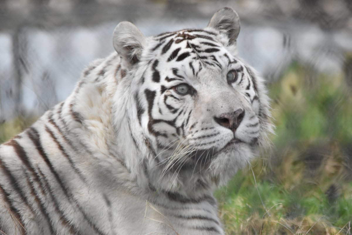 20/01/24 #Photos: #WestMidlandsSafariPark (@WestMidSafari), #Worcestershire, #England

#WMSP #RainbowLorikeet #Lorikeets #Rhino #WhiteRhino #WhiteTiger #Tigers #Zebra #Britain #GreatBritain #UnitedKingdom #Europe #Photographs  

All pics can be seen > flickr.com/photos/coaster…