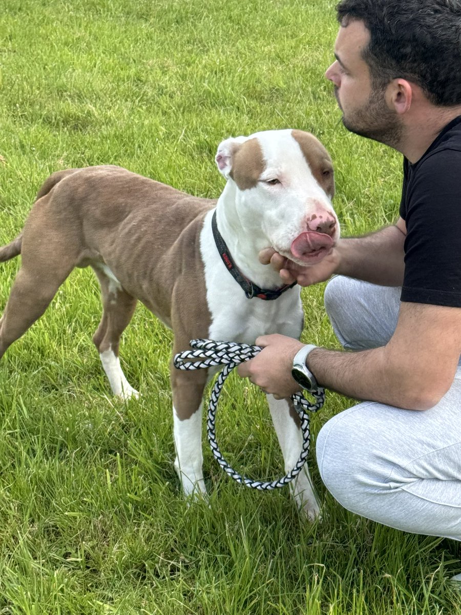 dotslondon's tweet photo. News we have been wanting to share but have had to work silently behind-the-scenes to ensure the safety of this boy. 

We were contacted by Georgie Wright who found this handsome lad tied to a post in Essex and ask for our assistance in saving him after he unfortunately ended up in the hands of waltham Forest Dog Warden, a.k.a. the Dog team!

A warden (who is clearly not able to type )  decided to type the dog as pitbull,  after hearing this , we immediately contacted our legal support and insured that this dog was not destroyed after seven days.

Georgie Wright was prepared to go all the way to save this lad even if it ended up in court!

Dogs on the streets contacted Essex police and requested a DLO to assess the Dog in which they kindly did , our legal team also sent a legal letter to Essex police and thankfully did not type VON ,so he was free to go, however, Waltham Forest Wardens knowing that the finder wished to home were not as cooperative as we had hoped and delayed the release of Von. 

A legal letter was then sent to them to remind them of keepers rights. 
They still did not cooperate and sent the dog out to a rescue that we were able to contact and today myself from dogs on the streets along with the Finder went and collected him. 

We were astonished at how underweight possibly losing up to half of his bodyweight and condition he was in after being in the Wardens care.

Services should be working together to save dogs and especially if there’s recognised charities that can help support and rehome. Through the neglect of them wanting to work with anybody this is cost DOTS  £460 in legal fees because the warden did not want to engage and cooperate and potentially save the life of this dog, and also other shocking unprofessional info  that we cannot disclose at this point has come away regarding this case.

Thank you, hugely, as always to @Rannoch28 and  Trevor cooper of @DoglawUK and importantly to Georgie Wright and his wife Sophie who after finding Von stuck by him all the way through to ensure he was saved 

Also an added huge thank you also to all those that were involved in helping this boy live his life. 
He is now safe and cared for in our care and we are building his confidence, his weight and his trust up and he will be micro chipped and castrated in the next week and rehomed! 

Such a happy ending for all those that wanted to work as a team, for Von! 

Ego does not save lives or gain brownie points !!! 

Yes Von !! You are SAVED!!!