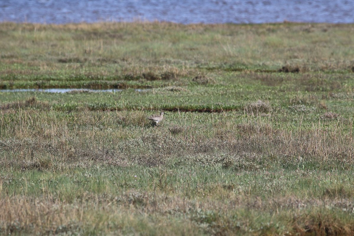 For #BirdsFromFarAway a Whimbrel having a stopover at Fingringhoe Wick, seen on the saltmarshes on Friday 🔍🐦‍⬛😉