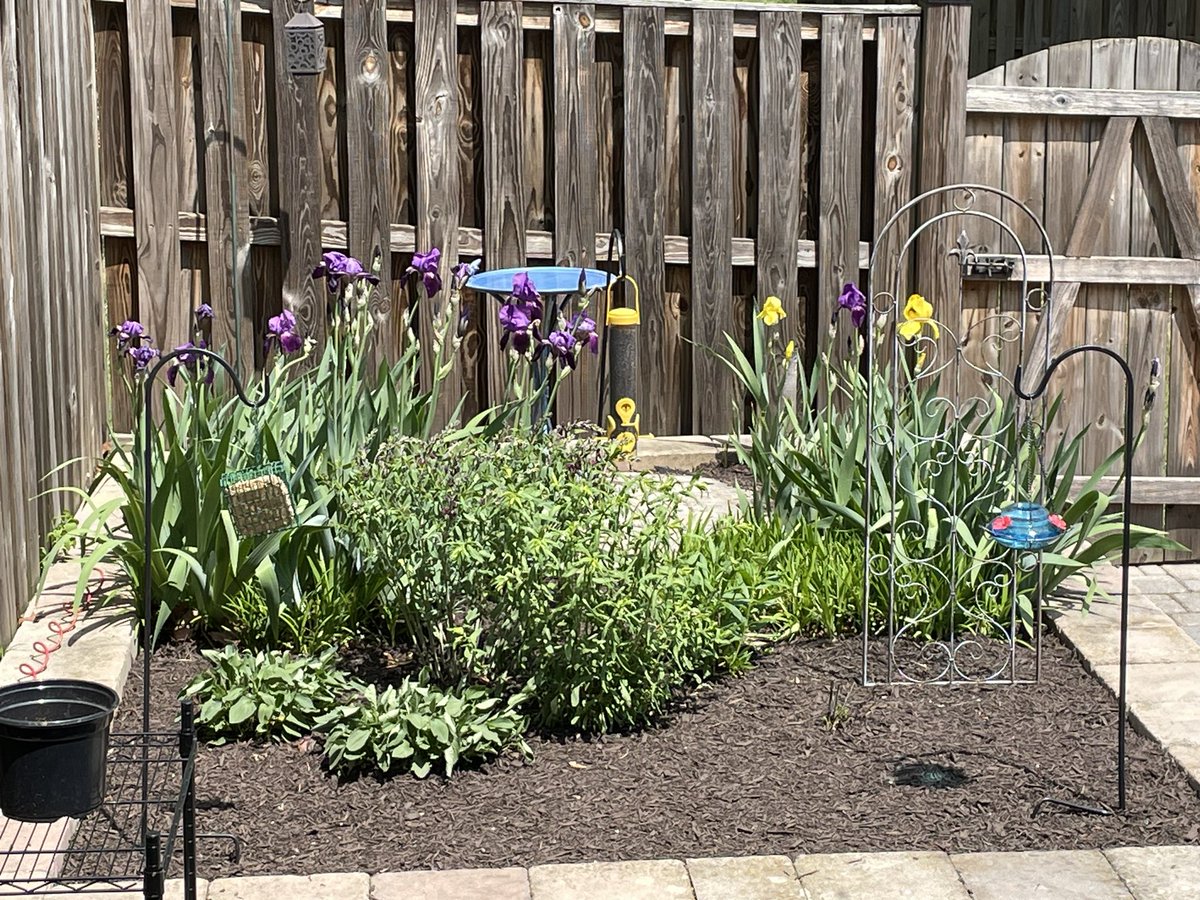 I know I post a picture like this other years at this time, but irises are my favorite flowers, and they are looking particularly lovely today in our little back-yard garden (although zoomed in the look a little dry, they aren’t 🙂).