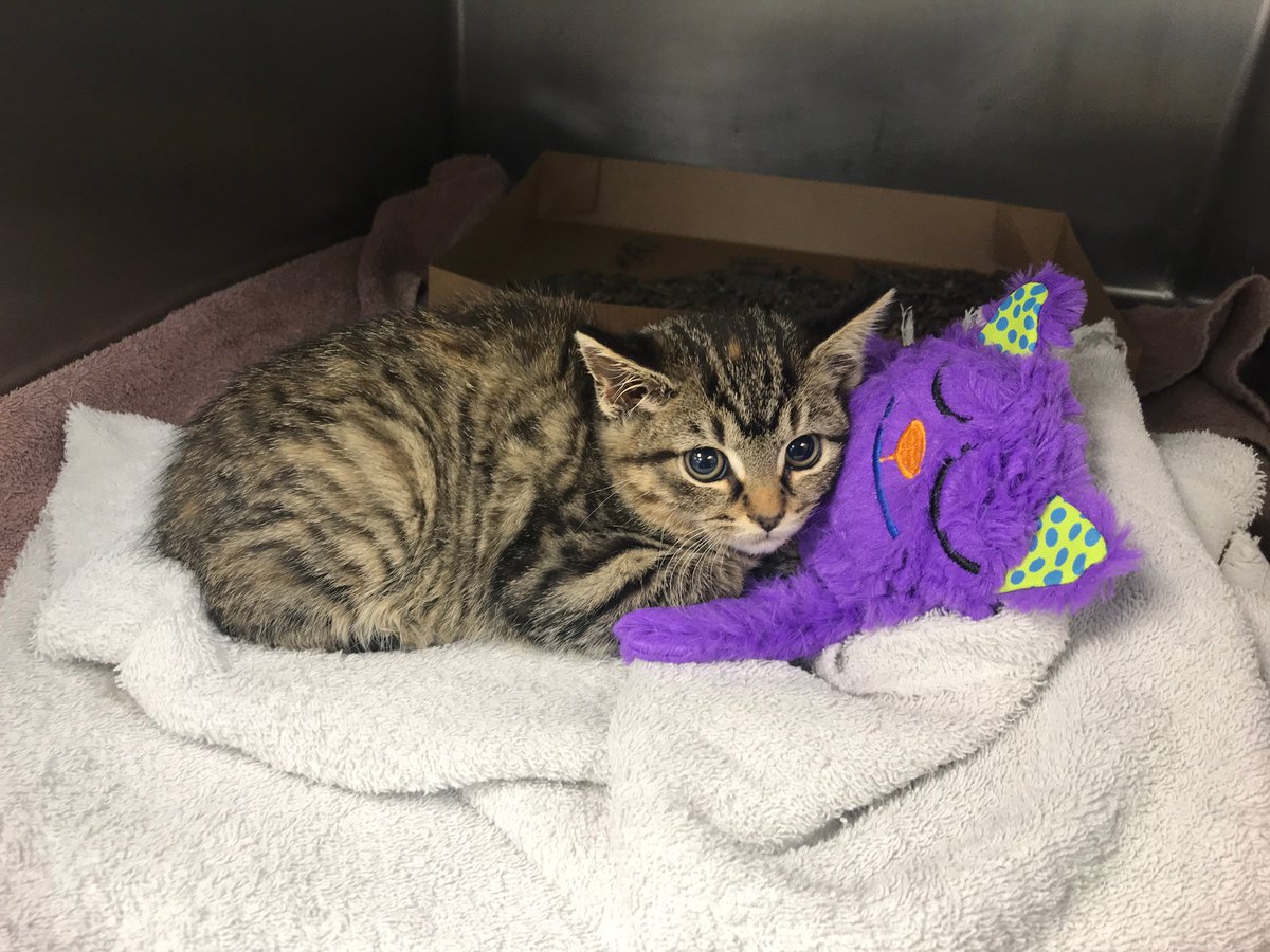 NEHumaneSociety's tweet photo. The #KittenShower is less than a week away on May 4th and we can't wait to see you there! We'll be sharing more info about the schedule for the day and signup for Kitten Yoga soon so keep an eye out! ๐ป
In the meantime, here's how you can help the kittens at NHS... https://t.co/wVpw8Shfeq