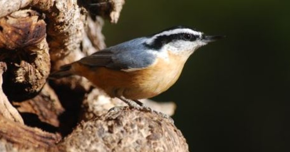 The Red-breasted Nuthatch has some unique habits when it comes to making their nests. These nuthatches collect resin globules from trees and plaster them around the entrance of its nest hole, they may carry the resin in its bill or even use a piece of bark as an applicator!