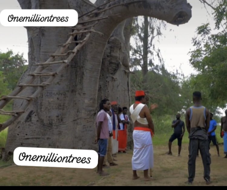 We have lost the most Iconic Baobab in Malind romoured to be more than 1000 years old, the tree that hosted Mekatilili is no more, it has been carried by the flooding River Sabaki🥲. According to the elders this a bad sign, scientifically the floods ain't a Child's play.