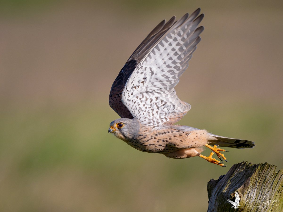 Kestrel launch (North Yorkshire Uk)

(Sony A9iii, 400mm)

#SonyAlpha #BirdsSeenIn2024 #thebritishwildlife #TwitterNatureCommunity
@Natures_Voice