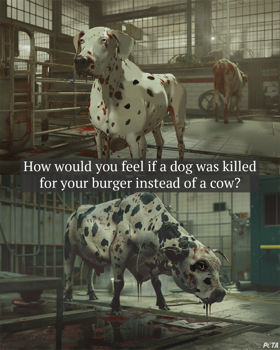 If the thought of a dog being killed for food makes you sick, why is that okay for a sweet cow? 💔