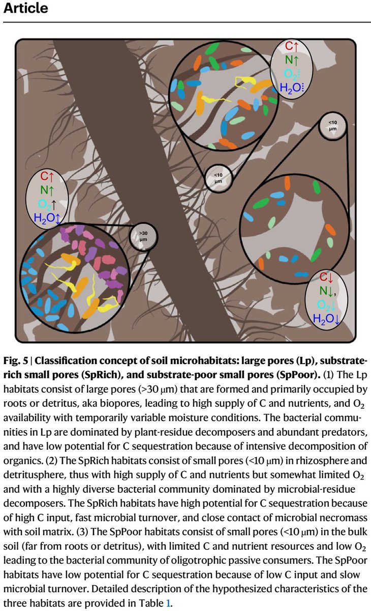 💥Exciting in @NatureComms 
Composition & metabolism of microbial communities in soil pores 🦠
doi.org/10.1038/s41467…

#SoilOrganicMatter #SoilPores #Roots #microbialbiomass #soilbacteria #soilfungi #SoilBiogeochemistry #rhizosphere #carbon #SoilStructure 
@uniGoettingen