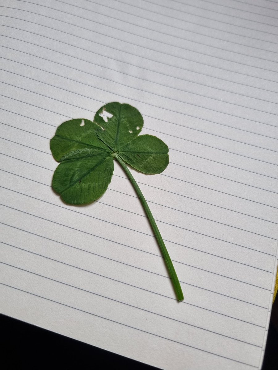 Had a few very interesting hours in @teagasc Moorepark to day speaking to some of the grassland team on the research that is being done on clover. Even found a 🍀 hopefully a good sign for the year ahead. @NuffieldIreland