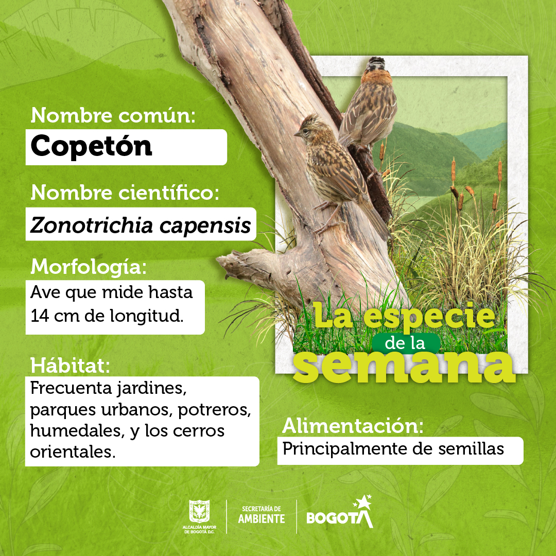 ¿Cuántos hemos recibido una serenata de un copetón? 🎤🎼🦜 Uno de los íconos de Bogotá es esta ave, de la especie Capansis, que ambienta nuestra ciudad con sus silbidos, gorjeos armoniosos a trinos suaves y zumbidos.