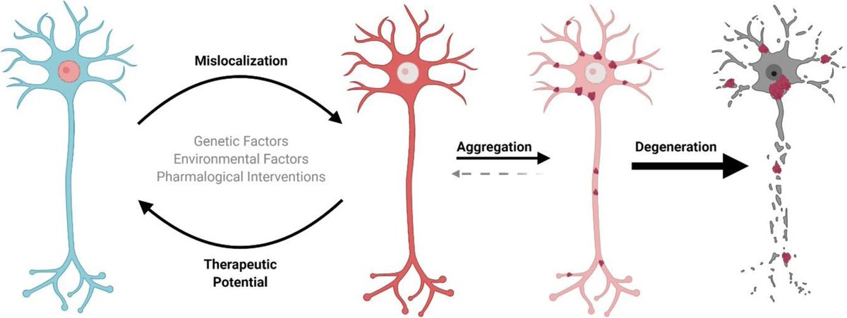 By far the most used figure at the @ALSCanada Research Forum to highlight the mislocalization of TDP-43 in ALS. From @TerryRSuk & @maximewc …arneurodegeneration.biomedcentral.com/articles/10.11…