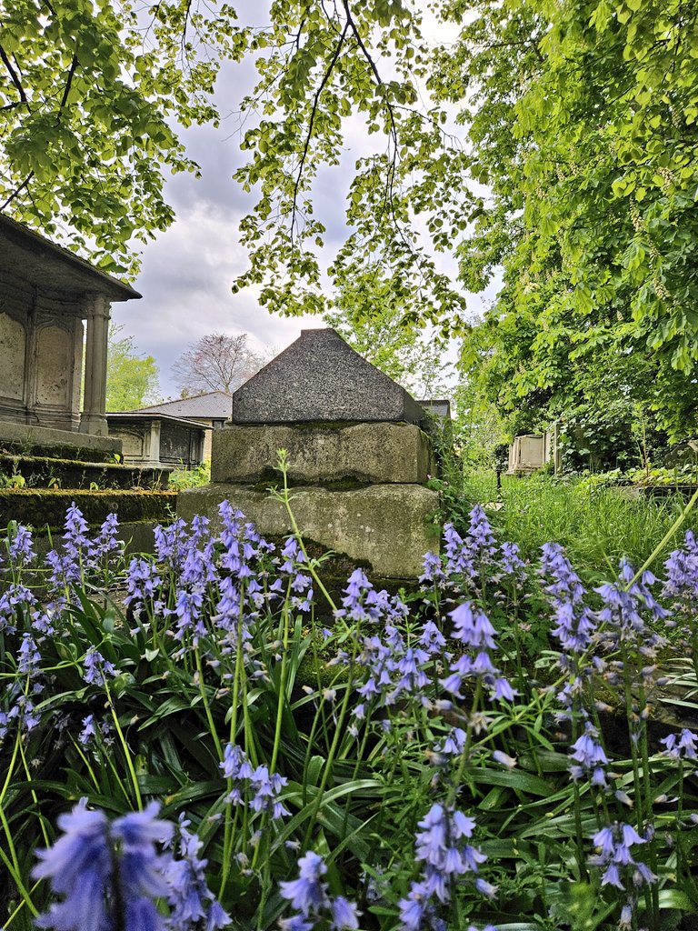 Back to work tomorrow. But first enjoy these bluebells from the churchyard of @StMarysE17