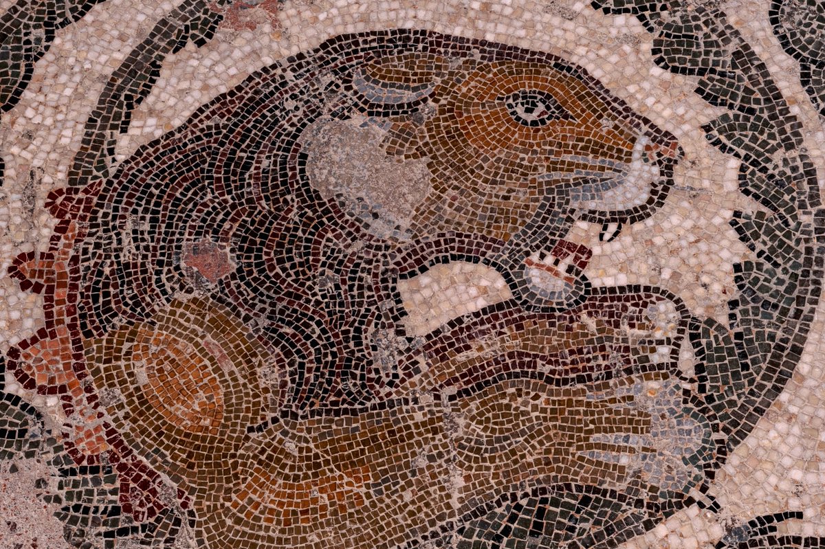 #MosaicMonday #Sicilia #Sicily Big cat with bared teeth and claws. #Roman mosaic, Villa Romana del Casale, Piazza Armerina, Sicily, Italy: redbubble.com/shop/ap/157931…