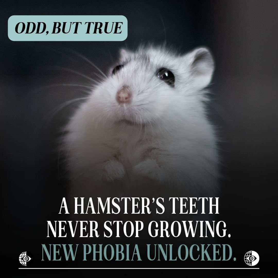 They must spend a fortune on toothpaste. 🤣

#oddbuttrue #animalfacts #hamsters #teeth #scary #humor
