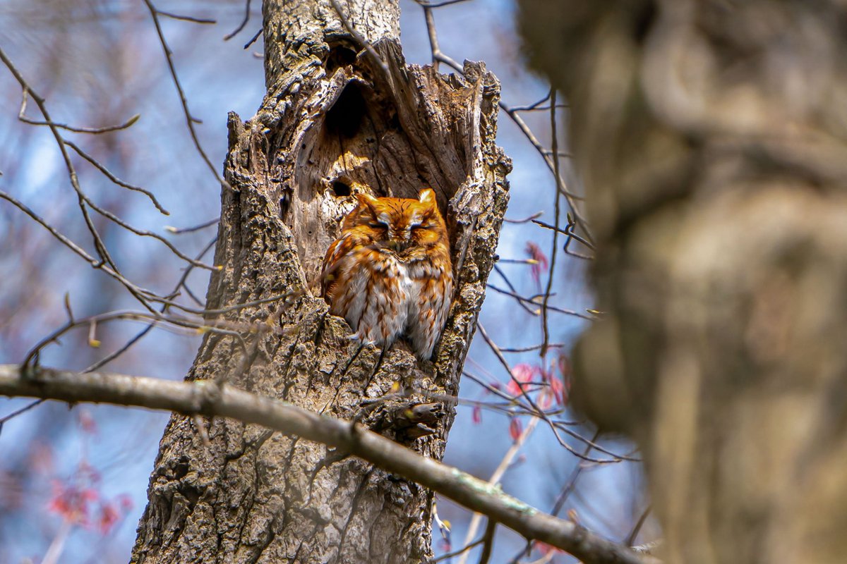 Red Morph.. The magnificent Eastern Screech Owl. #owl #wildlifephotography #wildlife #nature