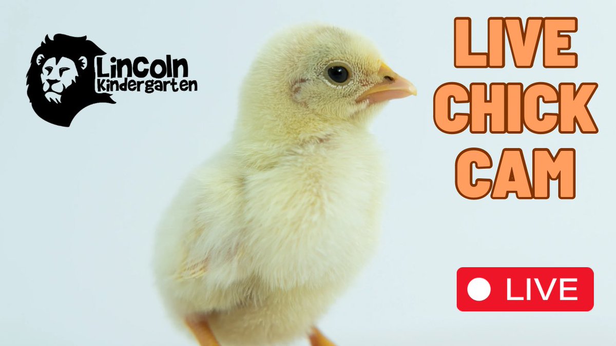Watch our Chick Cam live here at anytime! 

Cam 1: youtube.com/@WeikertsWonde…

Cam 2: youtube.com/live/uxCwn4Wce…

<a href="/BASDLincolnCS/">Lincoln BASD</a> <a href="/BethlehemAreaSD/">BASD</a> 🐥💙