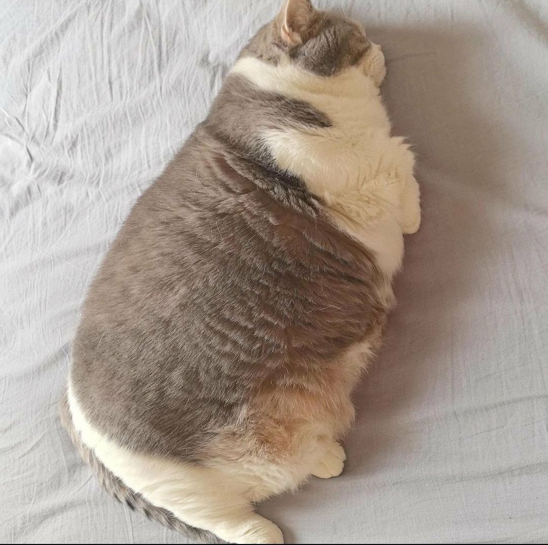 catshealdeprsn's tweet photo. Awww https://t.co/UiVv2mt8ee