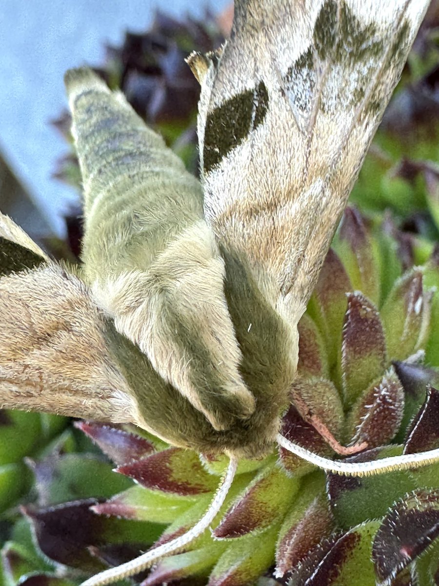 Well both my moth traps were empty in South Norwich this morning, but we did have a lovely furry Lime Hawk Moth sitting on the top of the actinic. A miracle it wasn’t gobbled up by a robin
@BC_Norfolk