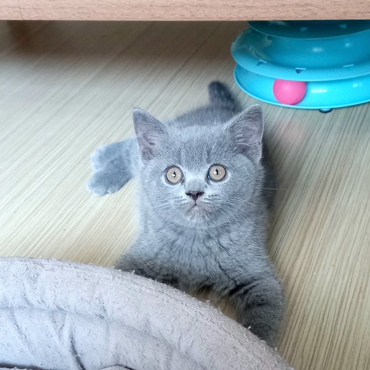 Kansas 🧿💙
British Shorthair Blue 

#britishshorthair #babycat #yavrukedi #catslove #cats #kedisahiplendirme #cinskedi #cinskedisahiplendirme #cinskedisahiplendirmeplatformu #catpictures #catlover #catspic #kediseverler #kedisevgisi #kitty #kittycat #kedisahiplenme #bluecat