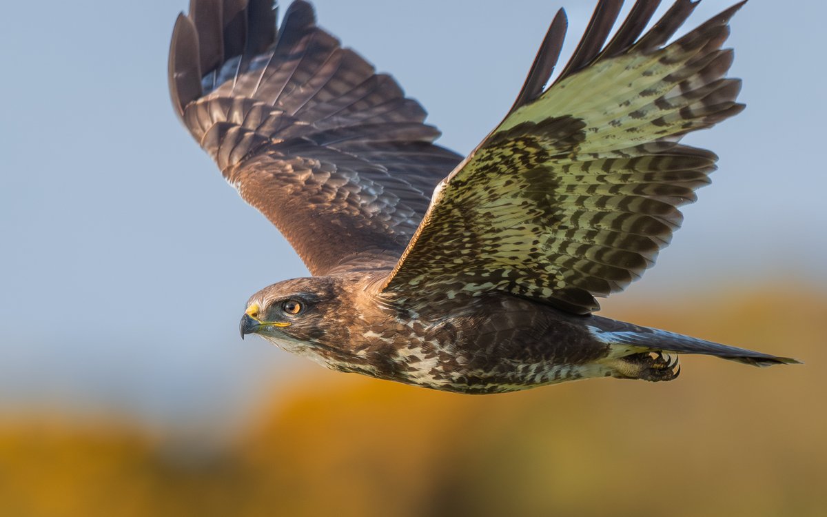 Common Buzzard close pass yesterday, The Ayres  #isleofman #NaturePhotography 🇮🇲