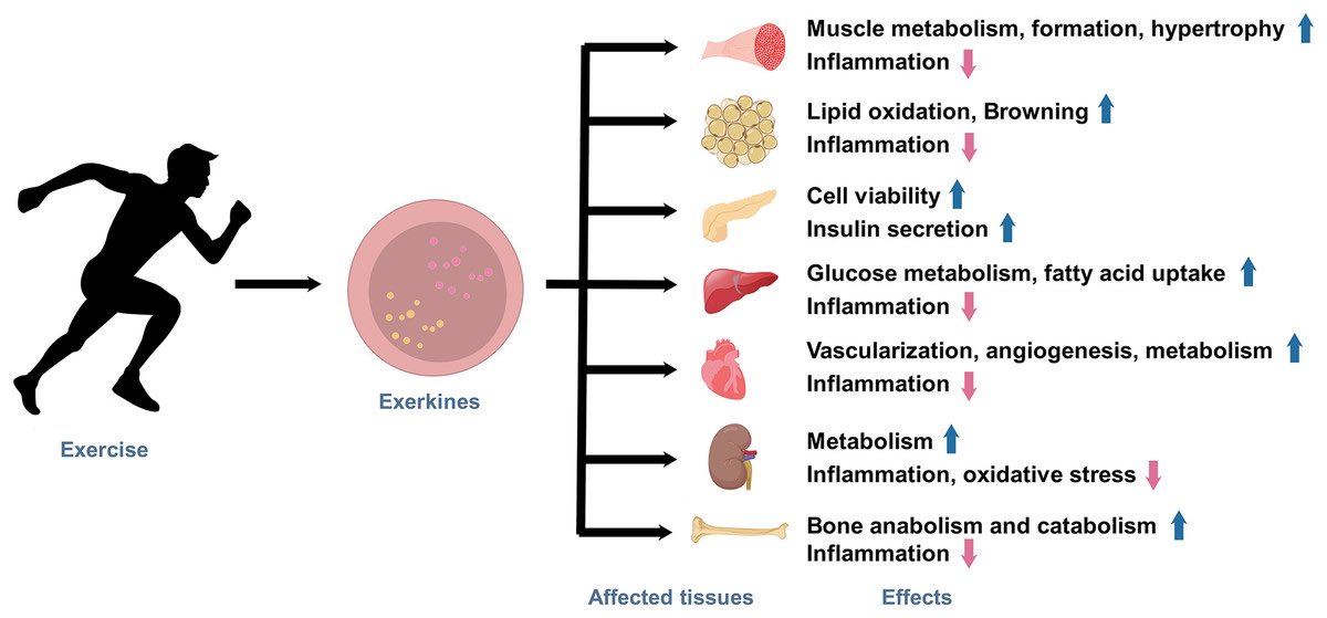 Exploring exercise-driven exerkines: unraveling the regulation of metabolism and inflammation… peerj.com/articles/17267/