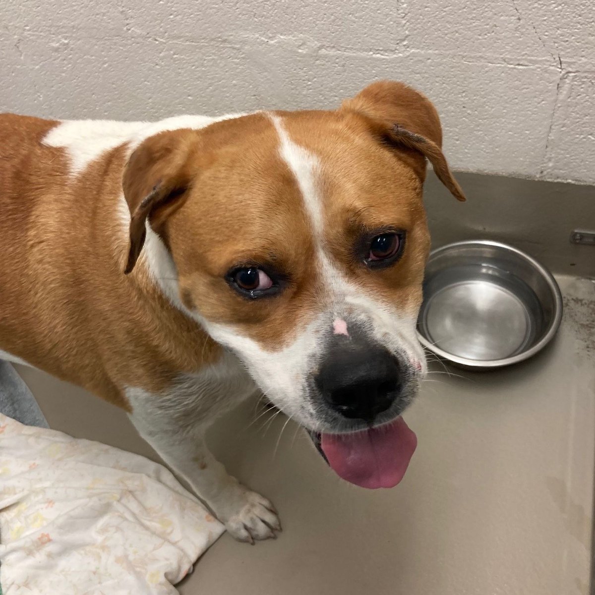 #AACStrayoftheDay This big chonky boy was found at the Silver Springs Apartments (12151 N Hwy 35) in 78753. He is neutered but not microchipped. We'd love to get him back home! Please email animal.reclaim@austintexas.gov if you know where he belongs. ID A903317
