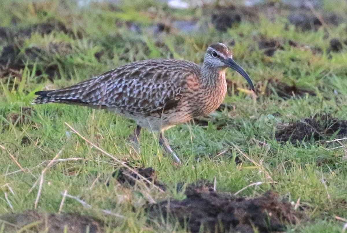 At least 54 Whimbrel on the northern saltmarsh at Saltfleetby-Theddlethorpe Dunes NNR yesterday evening, with a few more also scattered across local wet grassland. An underrated bird, and one of my favourites @waderquest