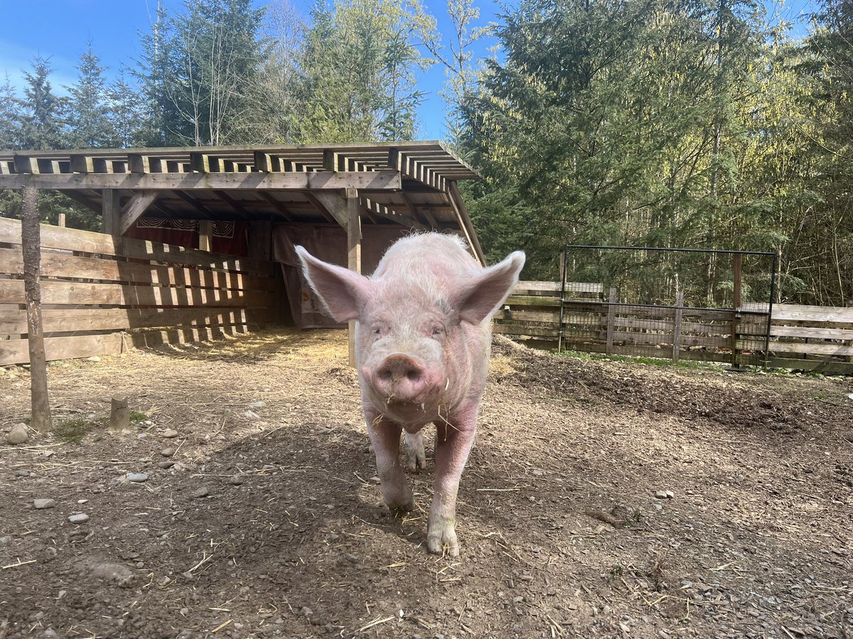 Don’t miss founder, Michelle Singleton, and Michael Howie chat as they discuss our upcoming relocation and how Cyrus played a pivotal role in uncovering the perfect new location. 🎙️ Listen now: open.spotify.com/episode/6NtlTS…. #homeforhooves #farmsanctuary #Duncan #vegan