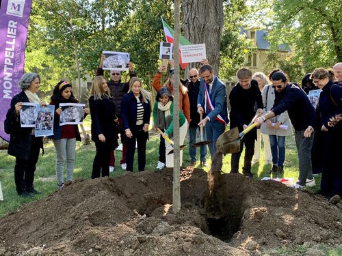 Montpellier. En mémoire de Mahsa Amini et pour soutenir la jeunesse iranienne, la Ville plante un hêtre de Perse limportant.fr/infos-regions/… @Lemiroirpersan