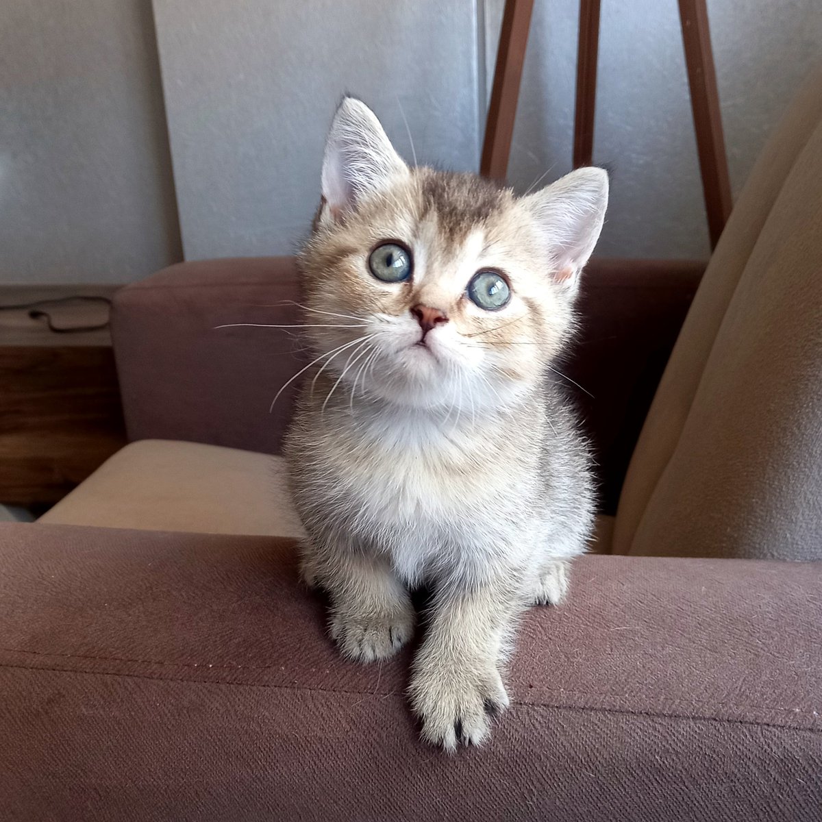 Claire 🧿🤎🖤
British Shorthair Black Golden 

#britishshorthair #babycat #yavrukedi #cattery #cats #kedisahiplendirme #cinskedi #cinskedisahiplendirme #cinskedisahiplendirmeplatformu #caturday #kediseverler #kedisevgisi #kitty #kittycat #kedisahiplenme #goldencat #blackgoldencat