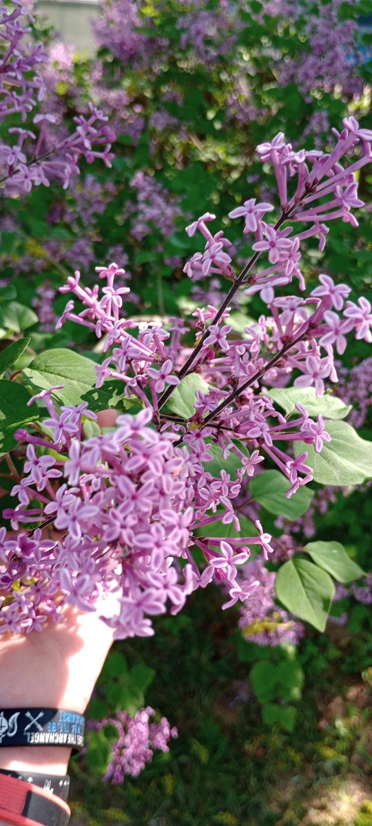 These lilacs smell incredible
