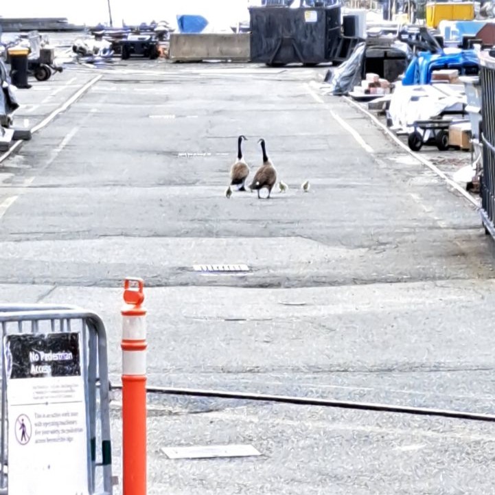 Our first visitors today got word that we're a family-friendly museum experience. Now, if they would just stay out of restricted areas, although technically they aren't 'pedestrians!' 🦆 🚷 Come visit us this week and bring your goslings, too! #boston #familyfun #thingstodo