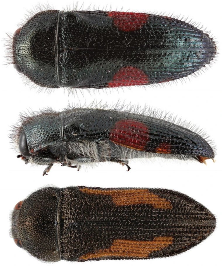 #LiteratureNotice Westcott. Two #NewSpecies of Acmaeodera Eschscholtz, 1829 (#Coleoptera: #Buprestidae) from southern Mexico. doi.org/10.3956/2024-1… #Beetle #Beetles #JewelBeetles