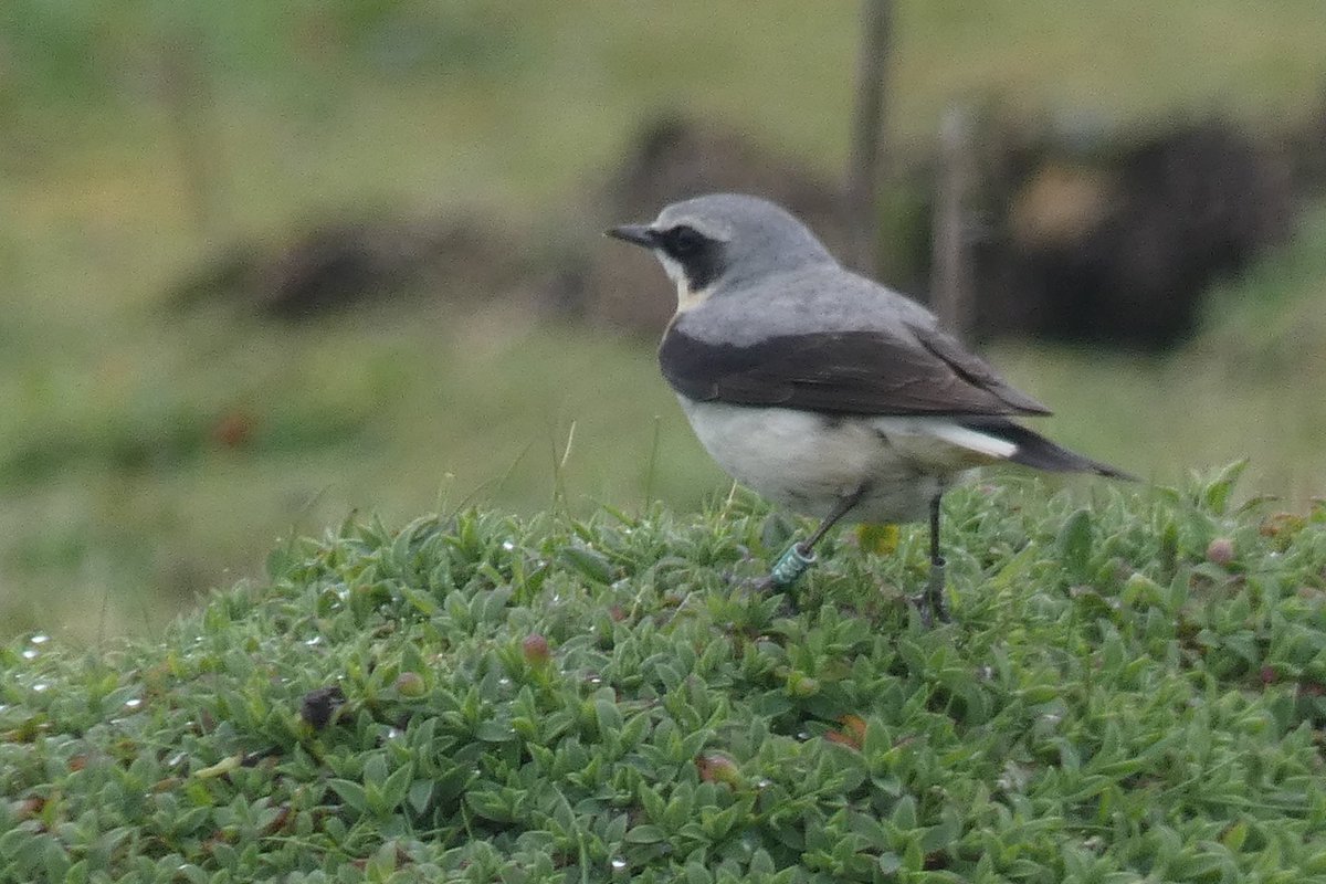 There are several unpaired male Wheatears @SkokholmIsland due to the low rate of returning females. Here D82 is holding a territory near Little Bay Point. And C39 is near Howard’s End hide - discovered by visitor Katie, it now boosts the male return rate close to its norm.