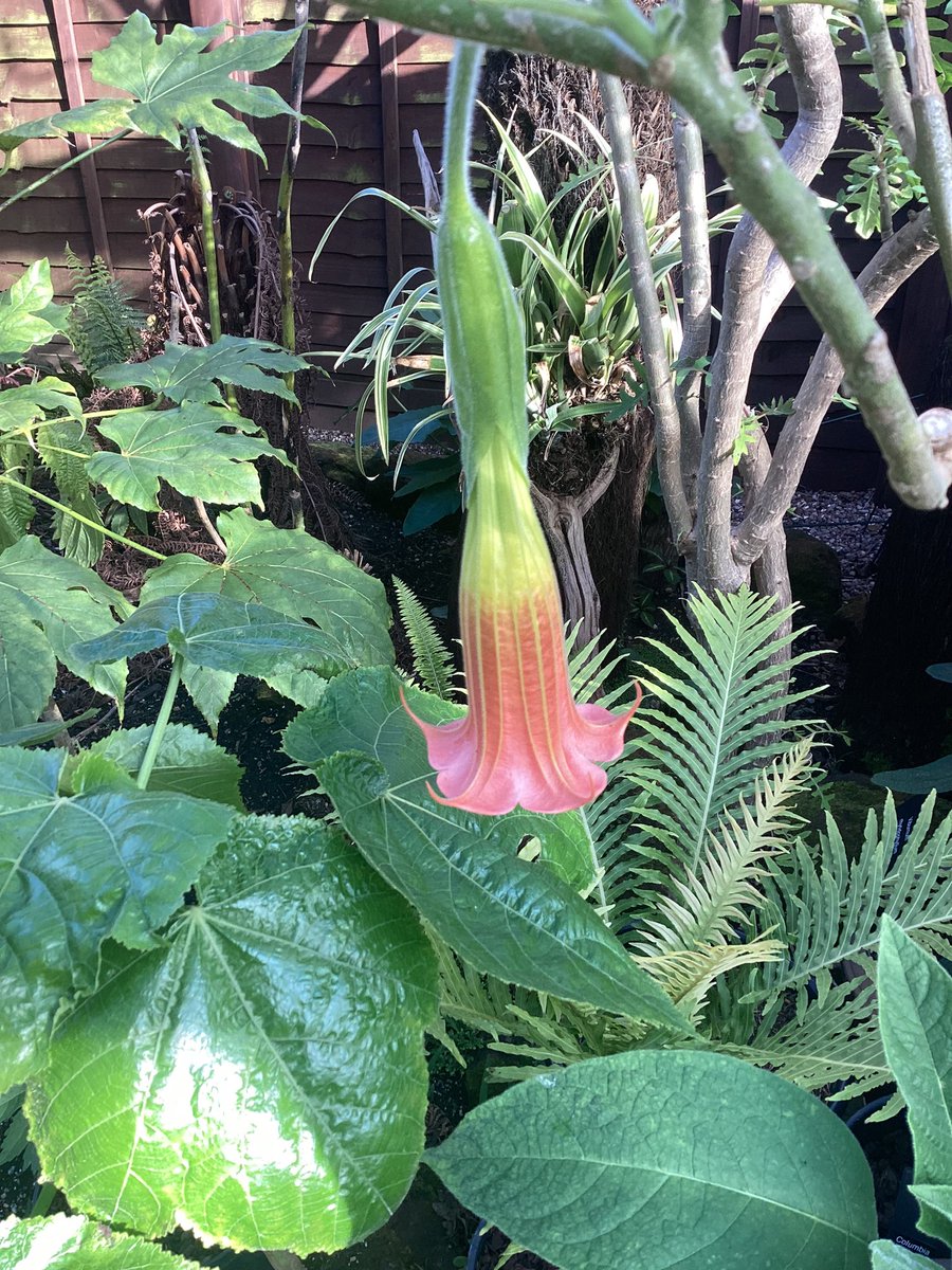 Our First Brugmansia flower outside this year B. Mobisu