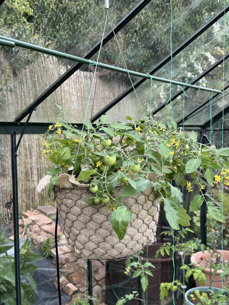 First of the hanging basket tomatoes are going in the unheated greenhouse Variety: Rainbow Drops Basket: @crocusCoUk . . . #hangingbasket #tomato #tomatoes #vegpatch