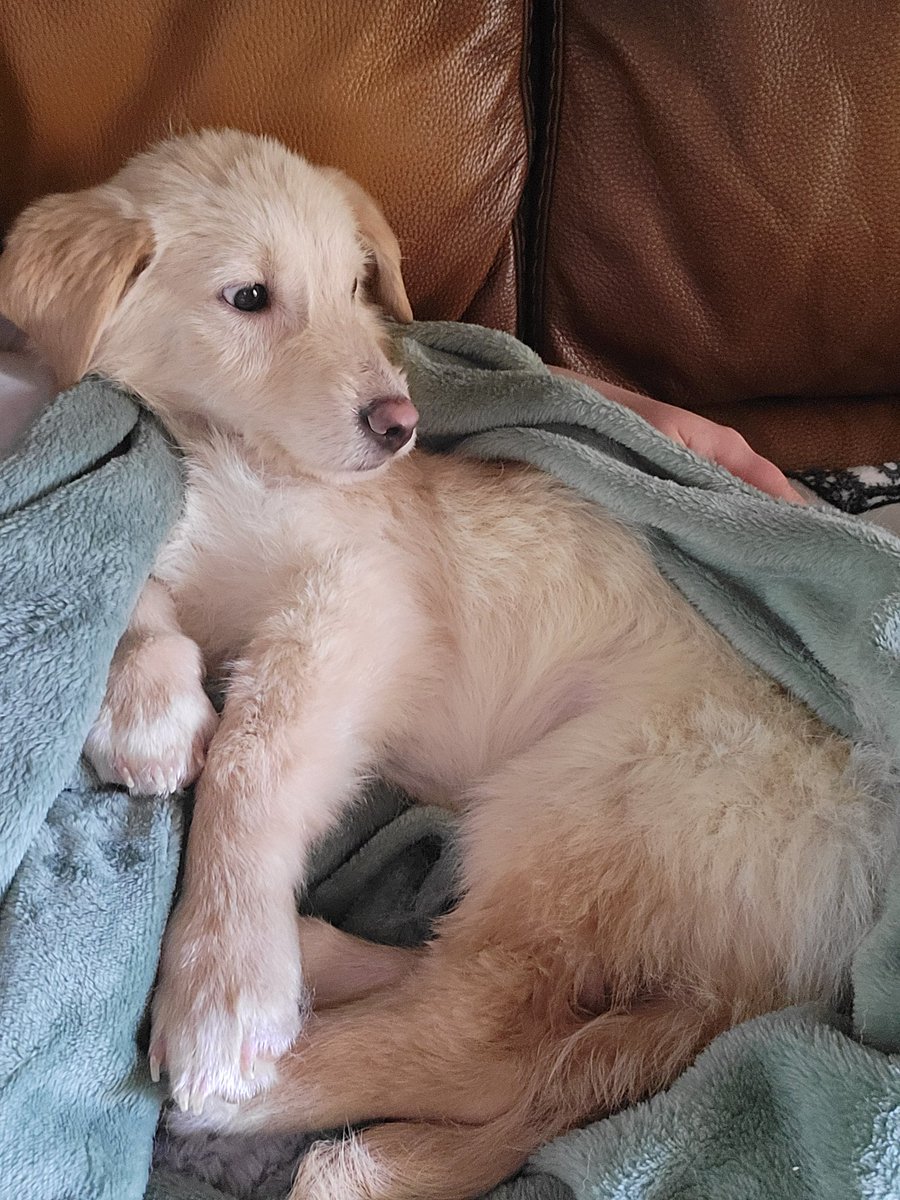 There has been a lot going on politically which I could tweet about but instead I'm going to say welcome home to little Cardinal ♥️ Adopted from Romania, arrived at 6am on Saturday so it has been a big few days. He's super nervous but loves the couch and a cuddle already.