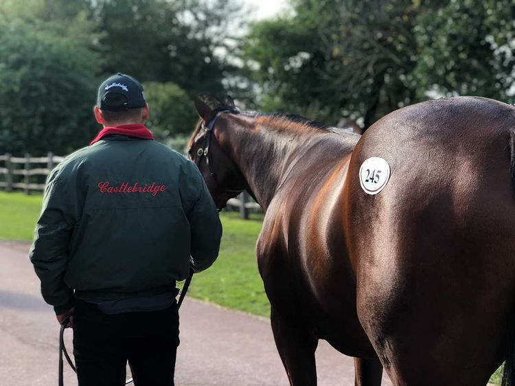 🔴Don't miss our @Tattersalls1766 Guineas HIT Sale Horses! 🟢Showing tomorrow (Tuesday) from 8am⏰ Find us at Highflyer📍