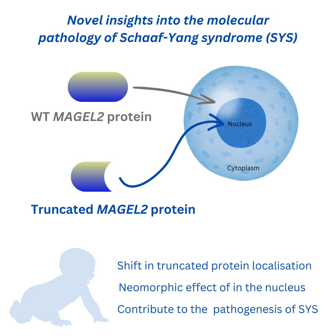 📢 Learn more on the molecular mechanisms underlying the pathogenicity of Schaaf-Yang syndrome (SYS): bit.ly/4aRerij ▶️ Find out the role of truncated MAGEL2 in the nucleus 👥 @GeneticsUB @bandage_bcn @CIBERER @Roser_uf @krabionet @IRSJD_info @IBUB_UB