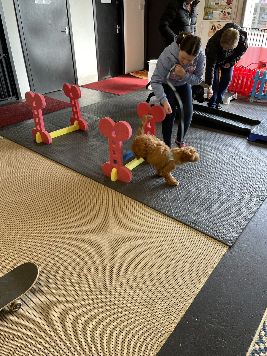 E completed 6 weeks of puppy school with cookie <a href="/MrsMcDavidVPS/">MrsMcDavid</a> <a href="/VictoriaPrimSch/">Victoria Primary</a>